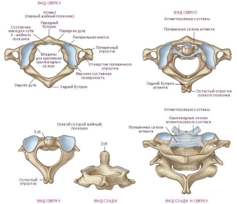 Скриншот 04-09-2020 164335 Подвывих шейного позвонка (подвывих атланта)