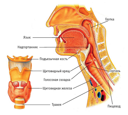 stenoz-gortani stroenie Cтеноз гортани