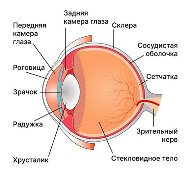 Строение глазного яблока Строение глазного яблока