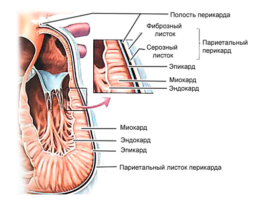 Строение миокарда Строение миокарда
