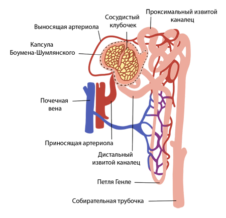 Строение нефрона Строение нефрона