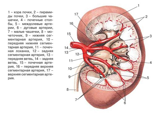 Строение почки Строение почки
