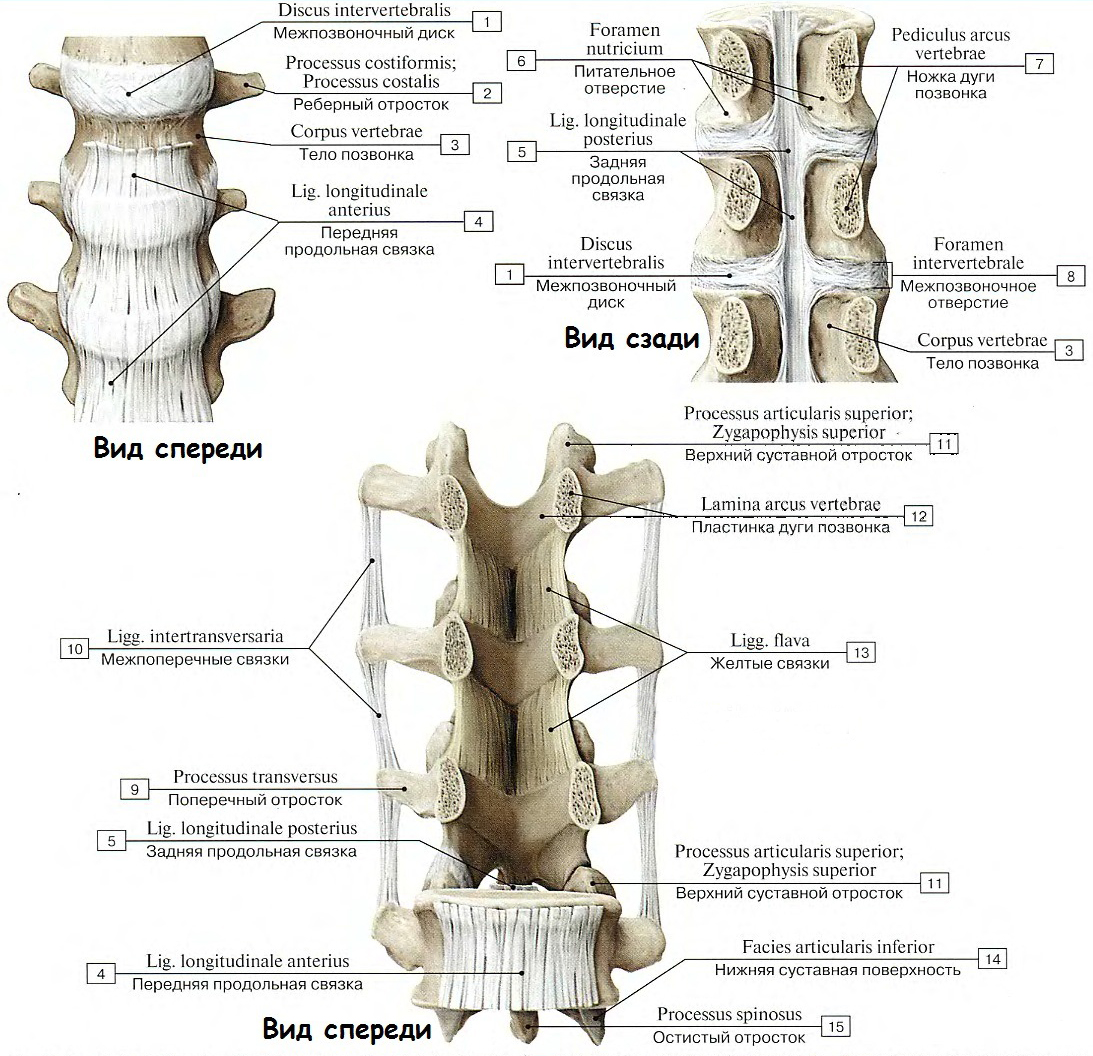 Связки позвоночного столба