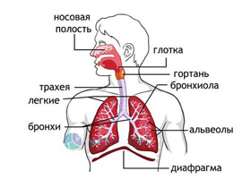 Трахеобронхит Трахеобронхит