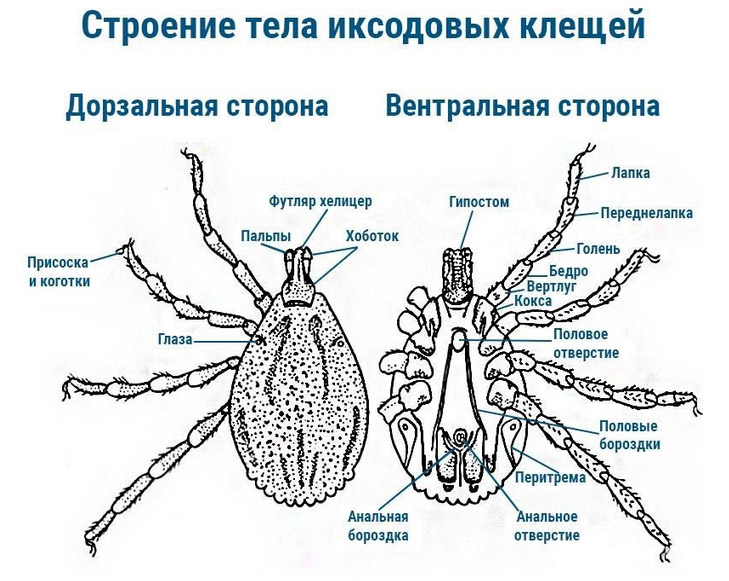 ukus-kleshha stroenie Укус клеща
