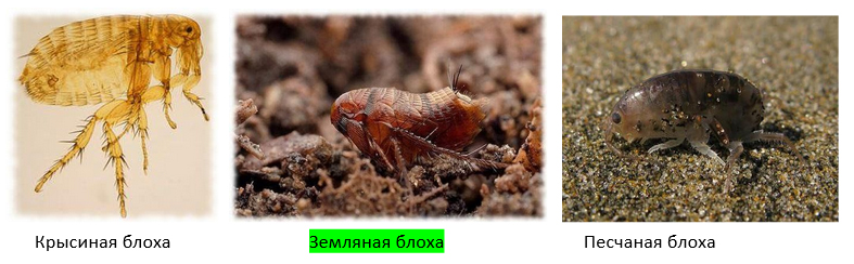 ukusy-bloh 1 Укусы блох