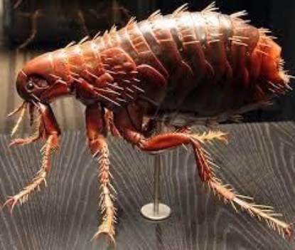 ukusy-bloh 2 Укусы блох