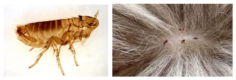 ukusy-bloh 4 Укусы блох