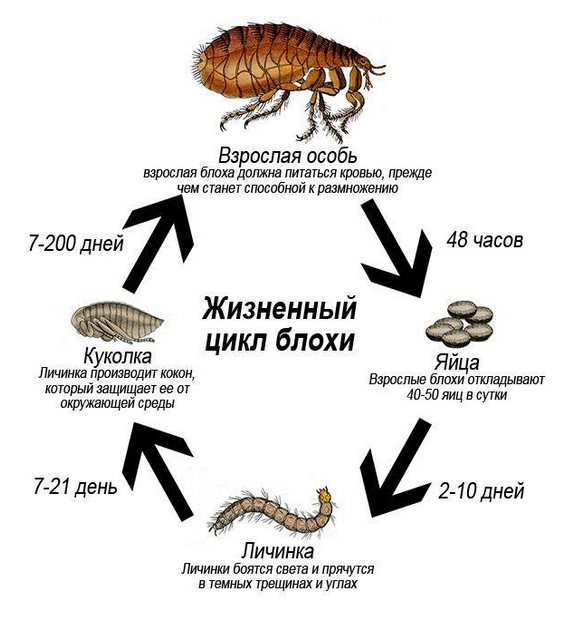 ukusy-bloh 6 Укусы блох