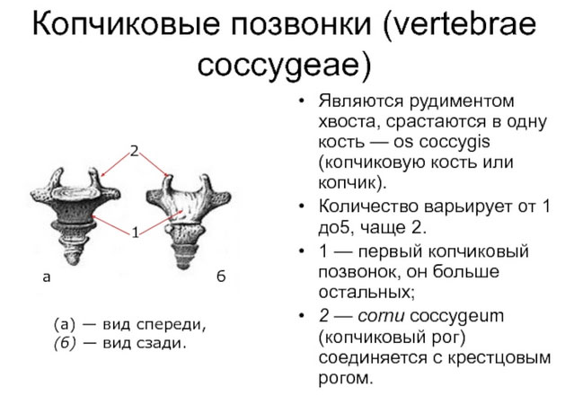 ushib-i-perelom-kopchika 1 Ушиб и перелом копчика