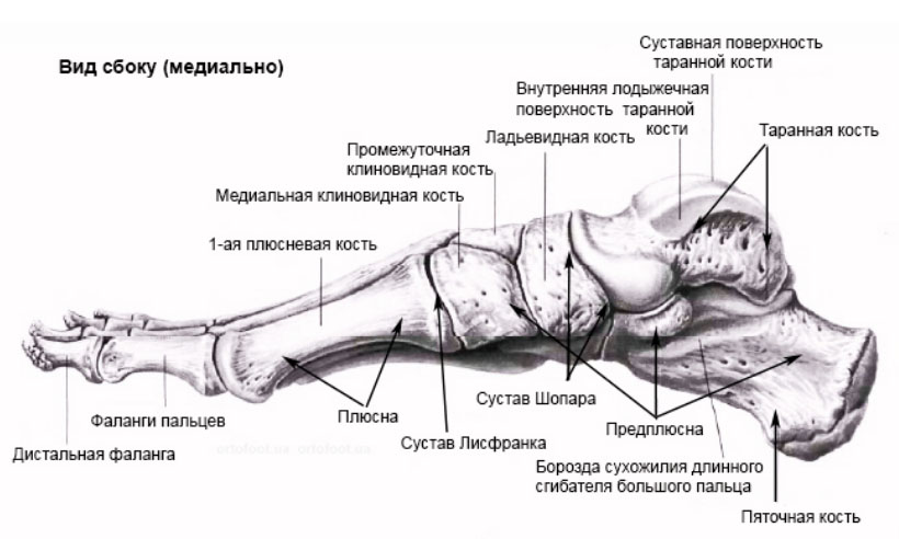ushib-i-perelom-palcza-na-noge 1 Ушиб и перелом пальца на ноге