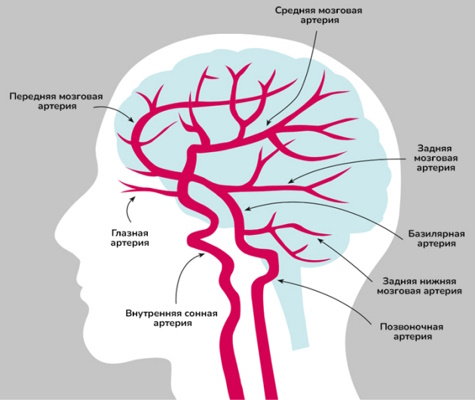 Сосуды головного мозга Сосуды головного мозга