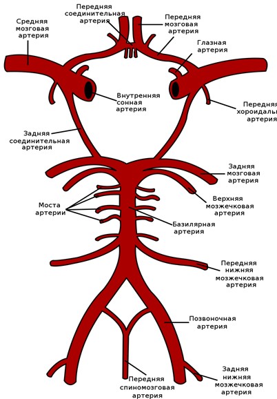 uzi-sosudov-golovnogo-mozga-06 Ультразвуковые признаки некоторых патологий интракраниальных сосудов