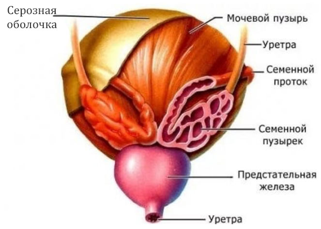 vezikulit-vospal…emennyh-puzyrkov stroenie1 Везикулит (воспаление семенных пузырьков)