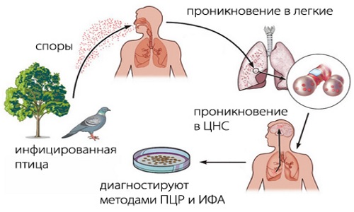 Заражение человека орнитозом Заражение человека орнитозом