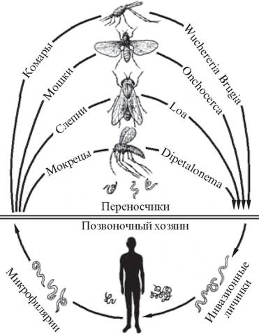 Жизненные циклы различных представителей филярий Элефантиаз