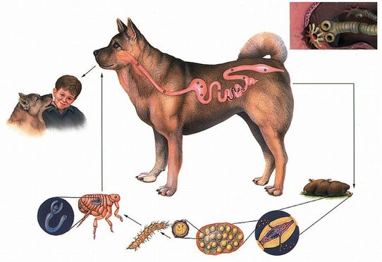 Жизненный цикл Dipylidium caninum