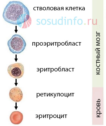 54684486864486