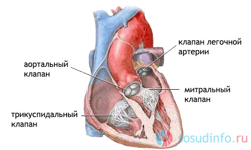 Клапаны сердца