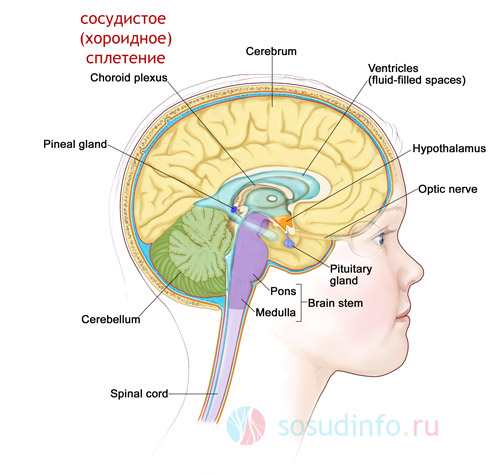 сосудистое (хороидное) сплетение в структуре мозга