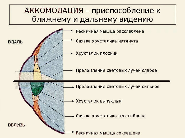 Аккомодация глаз