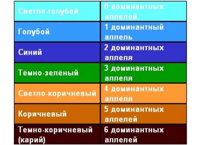 Доминантные аллели