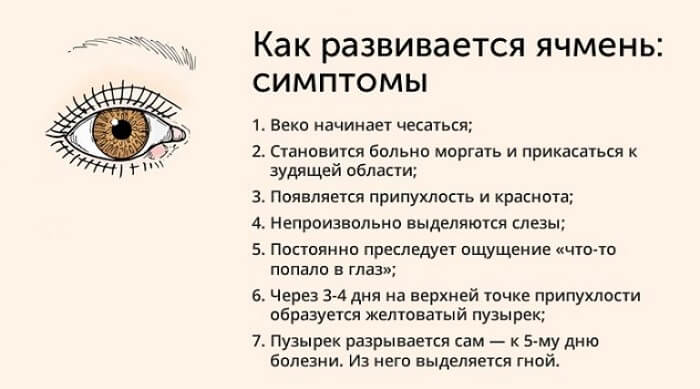 Этапы развития ячменя