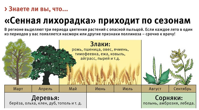 Сенная лихорадка