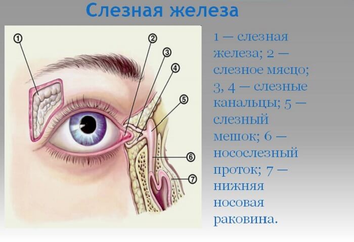 Слезная железа