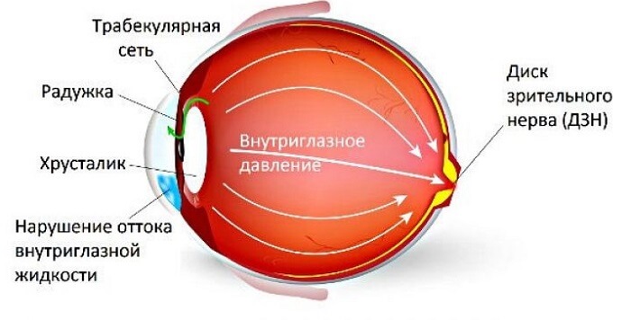 Внутриглазное давление у человека